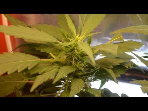 EP. 6 Week 4.5 of flower close up | Indoor CFL Cannabis Grow Cabinet Experiment Closet