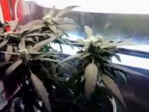 Snapshot 1 | Indoor CFL Cannabis Grow Cabinet Experiment Closet