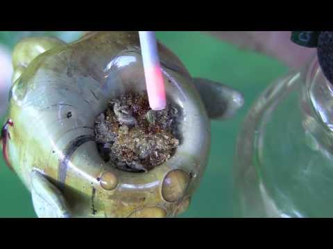 tokin daily: däbbenmelt