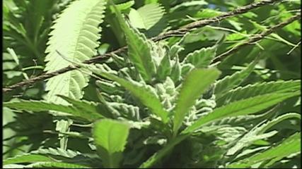 Santa Cruz County takes on home marijuana growers