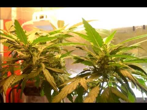 EP. 7 Week 5 of flower | Indoor CFL Cannabis Grow Cabinet Experiment Closet