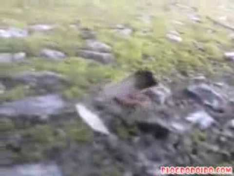 Formiga maconheira carrega até a ultima ponta