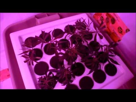 LED Grow New Plant Clone Machine and Clones