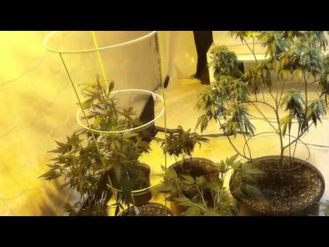 9-28 Veg Room Update The Clones SO BIG!