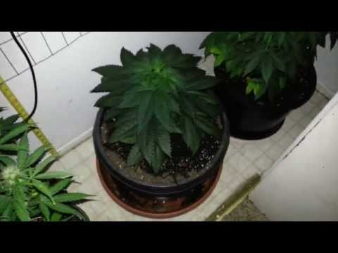 Container size, does it matter?Indoors growing with LED grow lights,howto