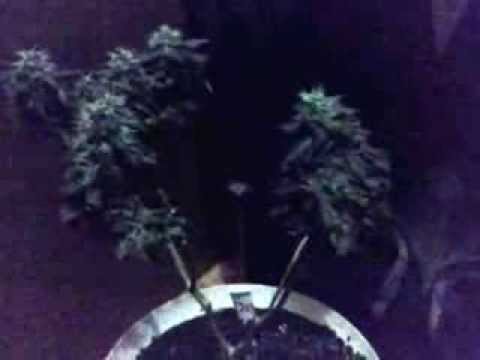 Trying a new curing technique | Indoor CFL Cannabis Grow Cabinet Experiment Closet