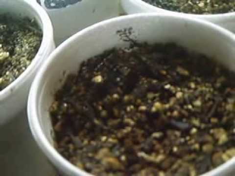 LaPlataLabs #WhiteVoodoo TheSocialGrow