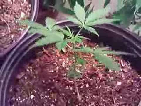 DudeWheresMyBong Amnesia Autoflower TheSocialGrow