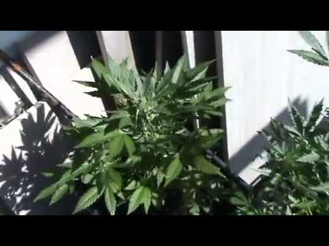 My Outdoor Marijuana Plants - And How I Grow My Marijuana ?[Beginner's Guide]