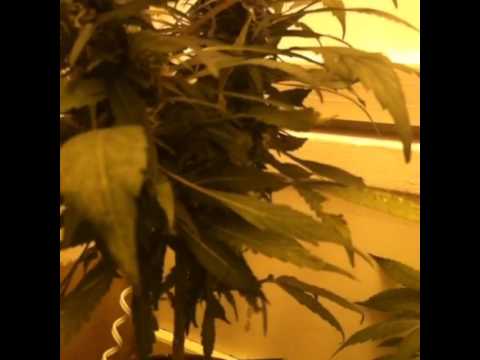 Afghan Kush and Bubble Gum