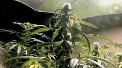 Marijuana in Wash.: Still illegal to sell, grow