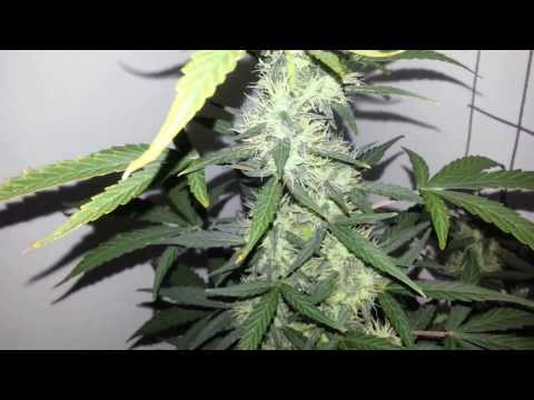 This is update,Container size does it matter,is this real?LED grow lights,howto