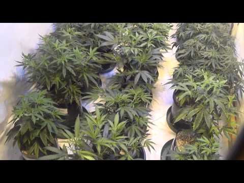 Full Spectrum Organic Cannabis Grow:part 1 Transition into Flower