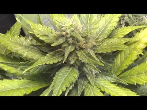 How to Grow Auto Flowering Cannabis(DBW) Part:6 The Flush