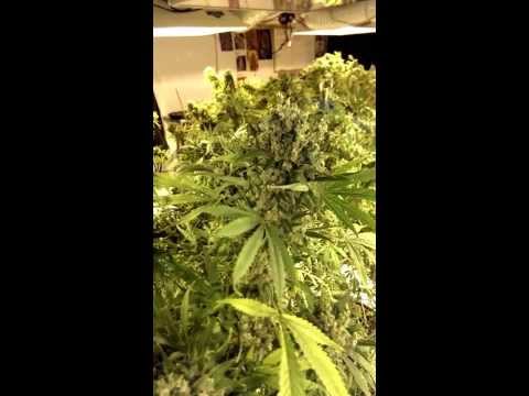 Best grow room by ODKush54