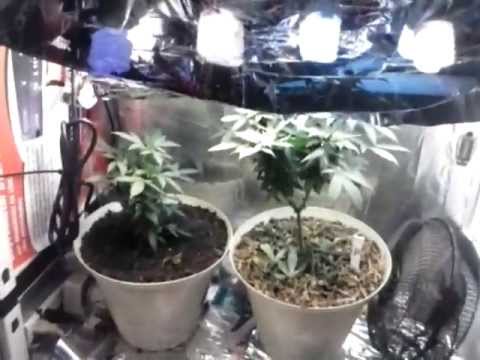 Snapshot 6 | Indoor CFL Cannabis Grow Cabinet Experiment Closet