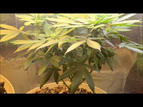 EP. 12 A Quick Update | Indoor CFL Cannabis Grow Cabinet Experiment Closet