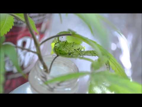 HELP PLEASE!! | Indoor CFL Cannabis Grow Cabinet Experiment Closet