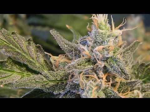 MajorBurns Veganic Mazar Kush