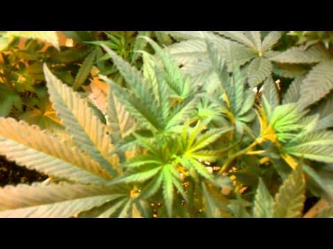 Med Man Brand / The soical grow