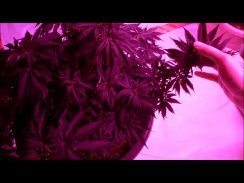 LED Grow Last Lollipop