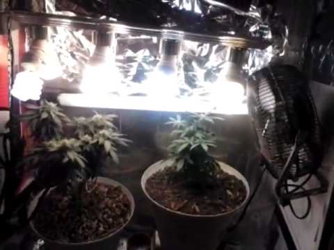 Cannabis cabinet build update | Indoor CFL Cannabis Grow Cabinet Experiment Closet