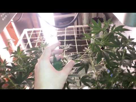 week 2 of bloom of sour og scrog round 2