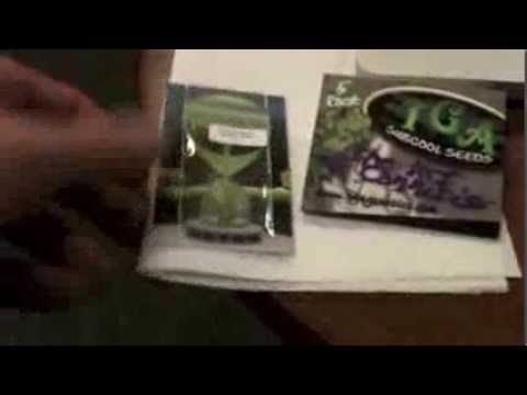 Germinating Seeds TGA Jacks Cleaner 2