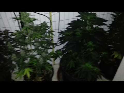 Update,Container , size matter ,ALOT,,LED grow lights, howto