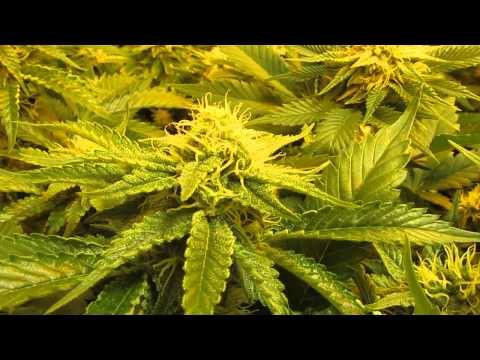 600 WATT GIVEAWAY.... TODDGROWS420..UR THE WINNER..