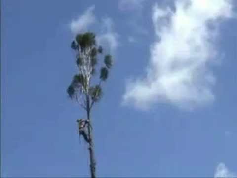 Zé mané! 3 burros idiotas   loser idiot