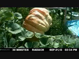 Giant Pumpkin Growing Timelapse