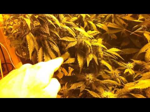 Week 5 - Indoor Weed Grow 2013 - SCROG Day 35