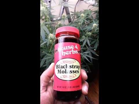 Blackstrap Molasses and microscope