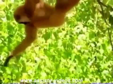 Macaco expulsa tigres de seu território, veja como