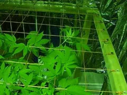 Legal Canadian Medical Marijuana Grow Room/Plants.