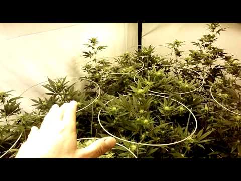 6000 watt grow room, week 3 update.