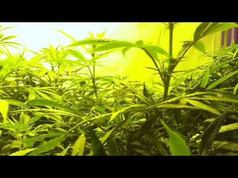 Medical Marijuana Indoor Grow Lollipopped