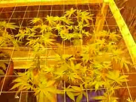 Legal Medical Marijuana Grow Update. Day 2 Of Flower