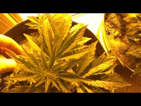 Growing Cannabis Indoors - Day 32!