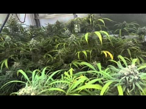 Site M - Blue Dream Cannabis Grow - Day 60 of Flower