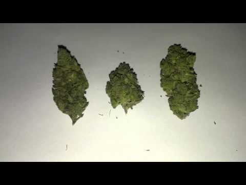 Bruce Banner#3 cannabis strain Day#75