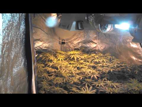 Race to Christmas day 7 of flower