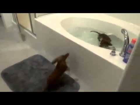 Cãezinhos tomando banho
