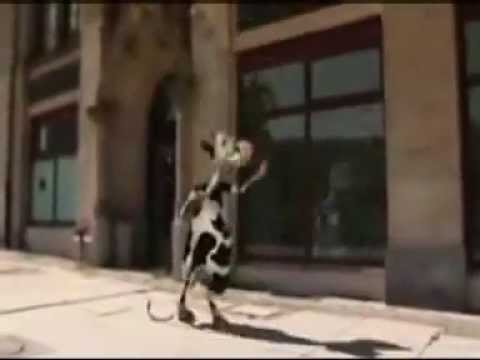 Animação Vaca louca cantando (Muito engraçado)