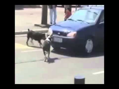 Nunca buzine para um cachorro   YouTube 240p