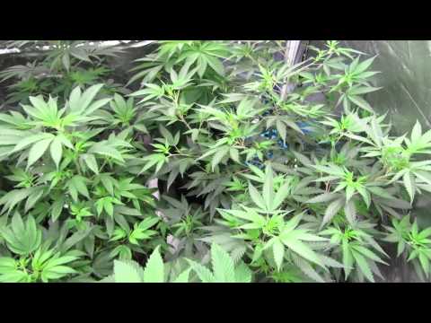 Pro-Grow 750 LED grow light review - Reboot Pt 1