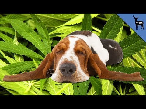 Can Marijuana Poison Your Dog?