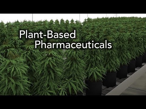 Conviron Growth House Applications - Medical Marijuana & Plant Based Vaccines