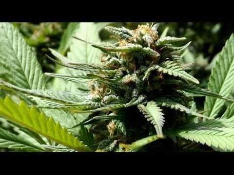 Local Grow Number One, ChemDog, Girl Scout Cookies and more.